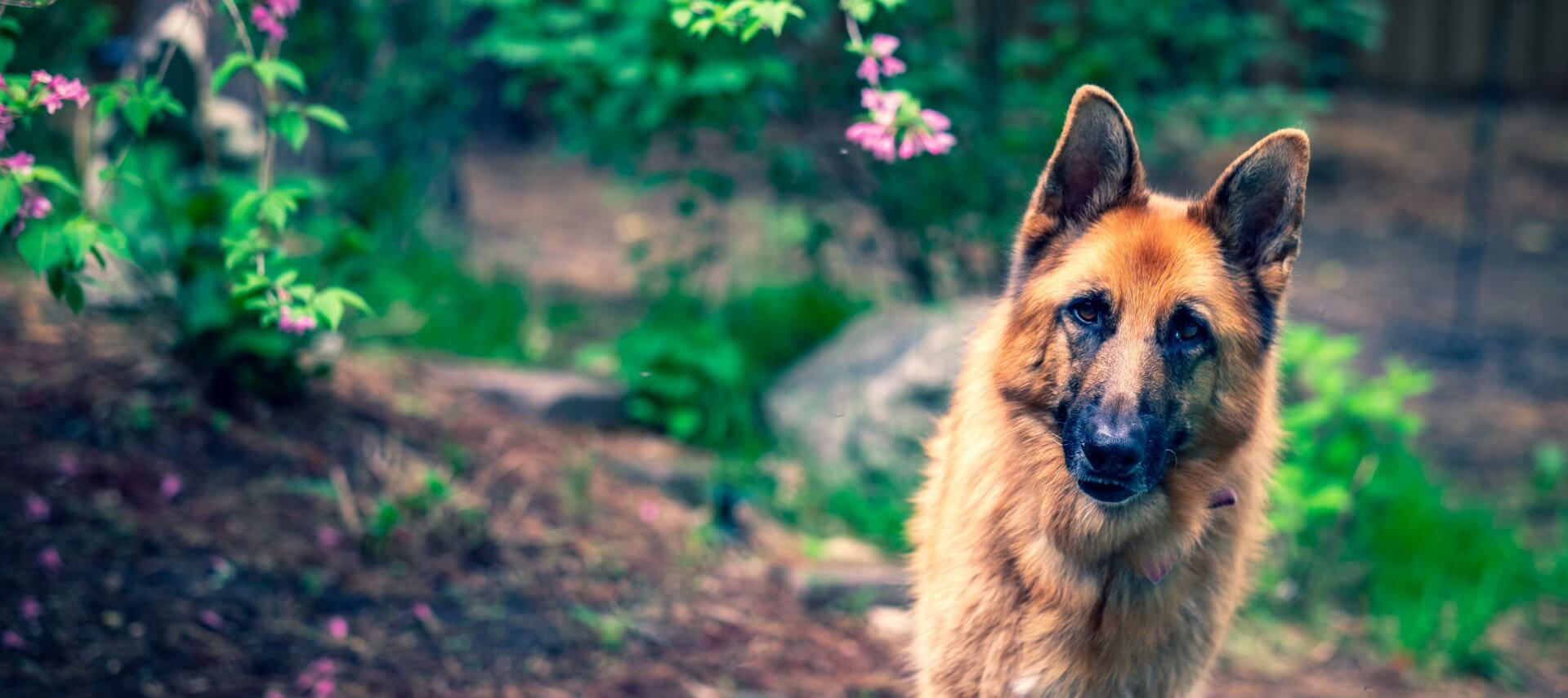 German Shepherd portrait, watching